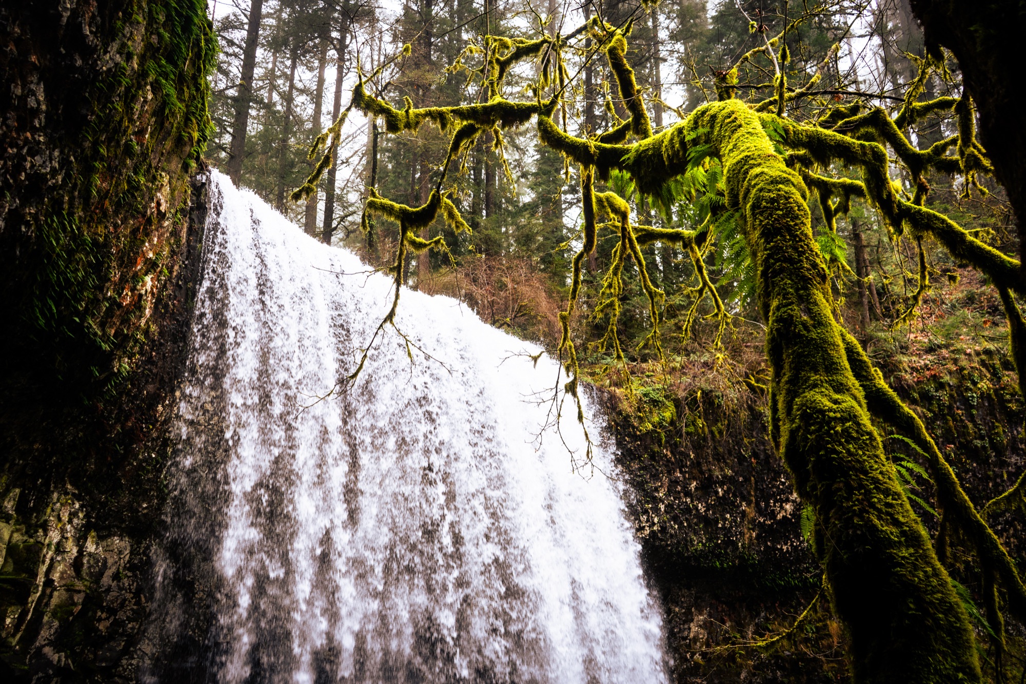 A waterfall moving through a moss-covered Oregon forest.